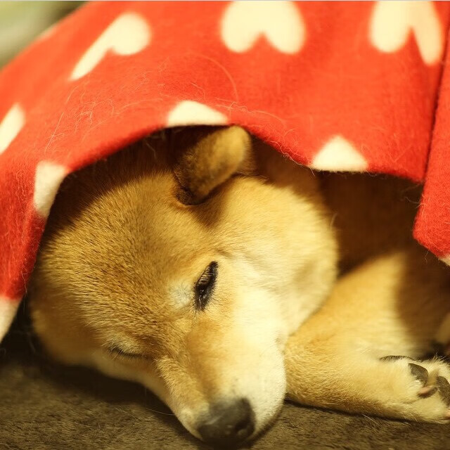 开云体育官方网站-武切维奇破纪录之夜，森林狼轻取上海队展现实力碾压