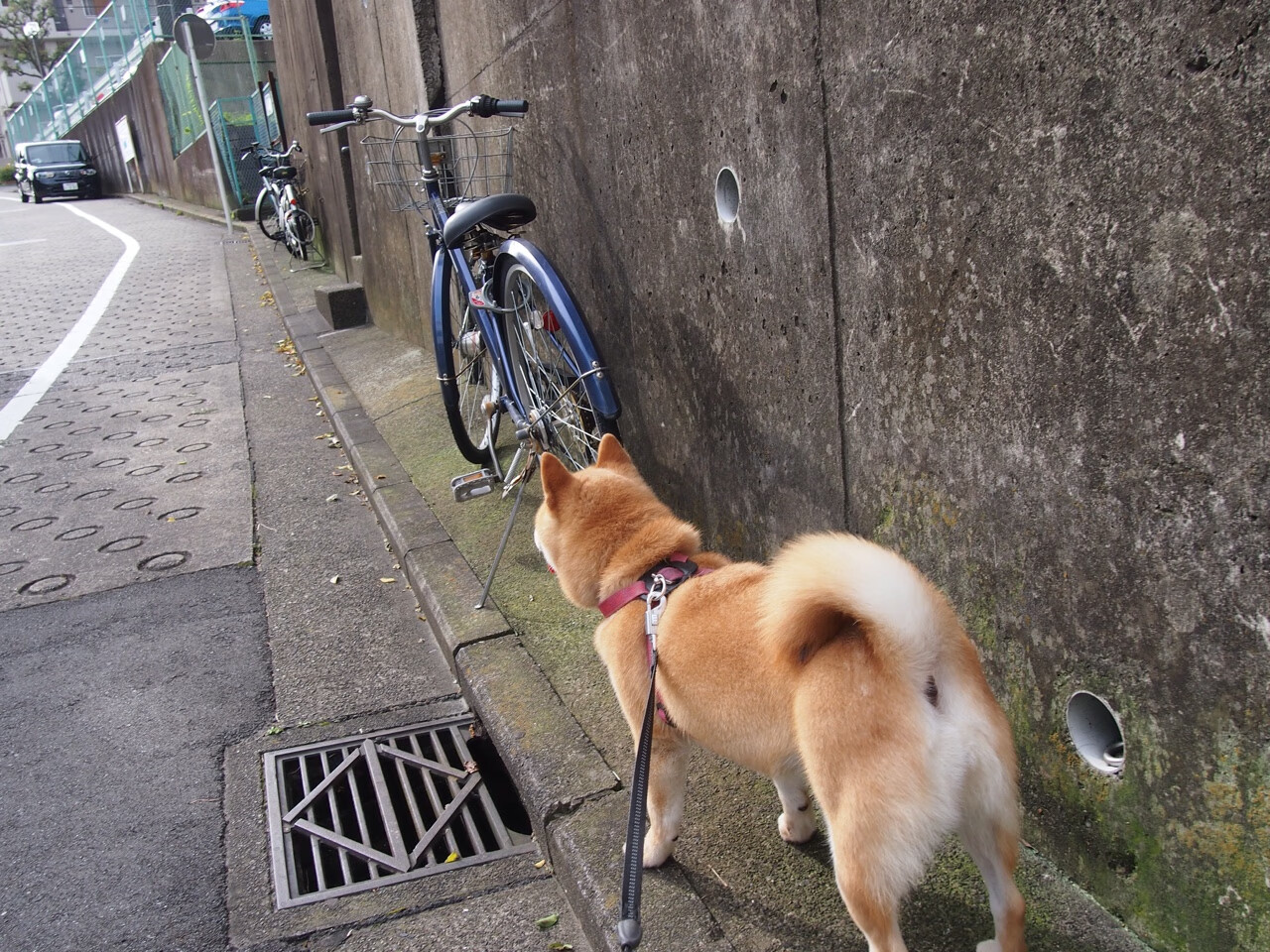 双重证明,当浓眉撕碎质疑,灰熊踏平森林狼的浮躁