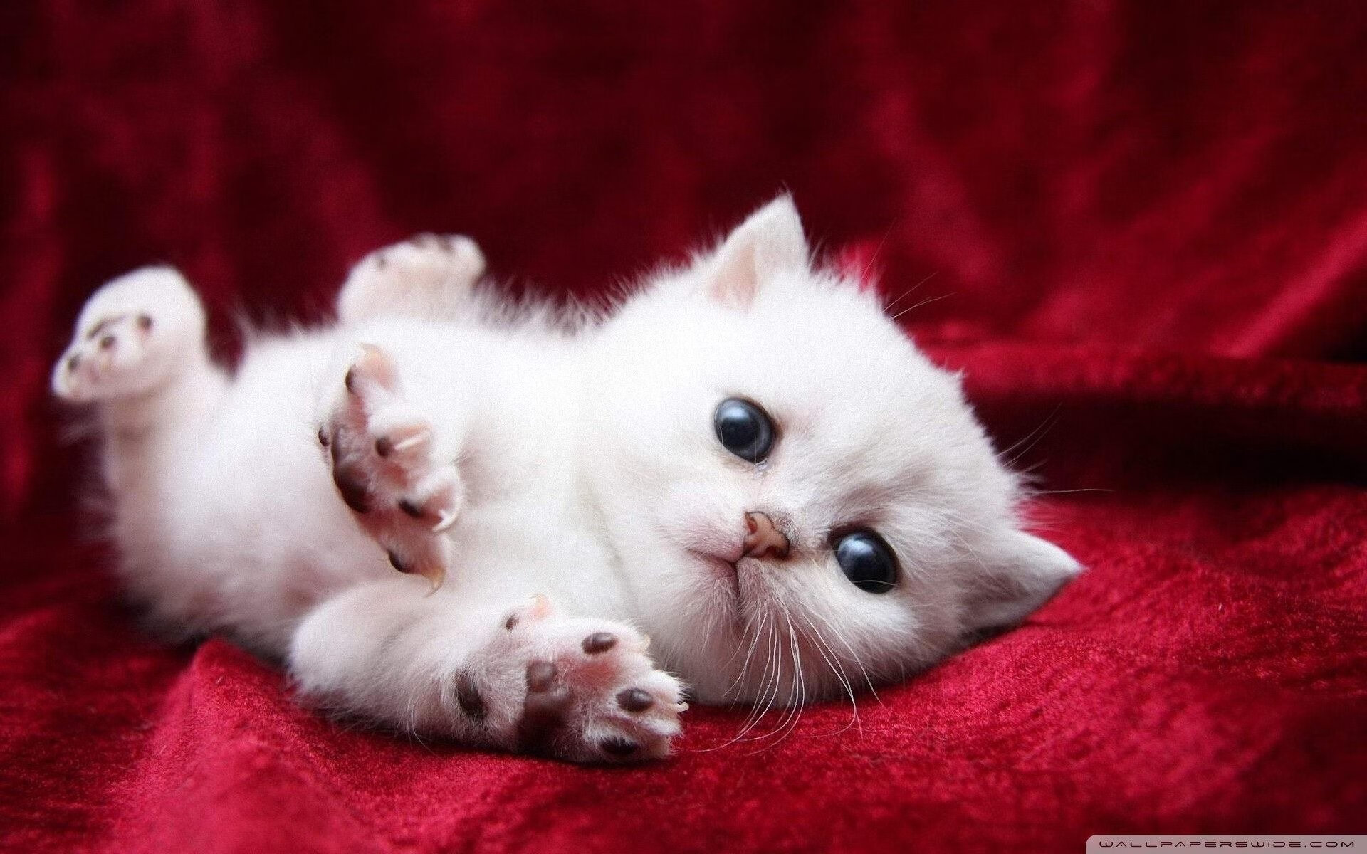 马克西50分湮灭东契奇三双！篮网强势拿下独行侠，新星打出生涯之夜