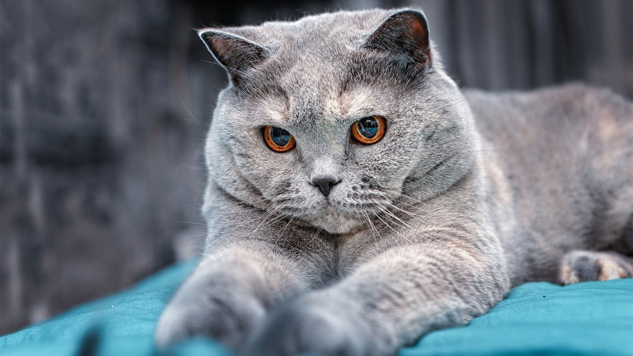 绝对守护，黑暗中的灯塔，硬仗之王门迪的铁血证明