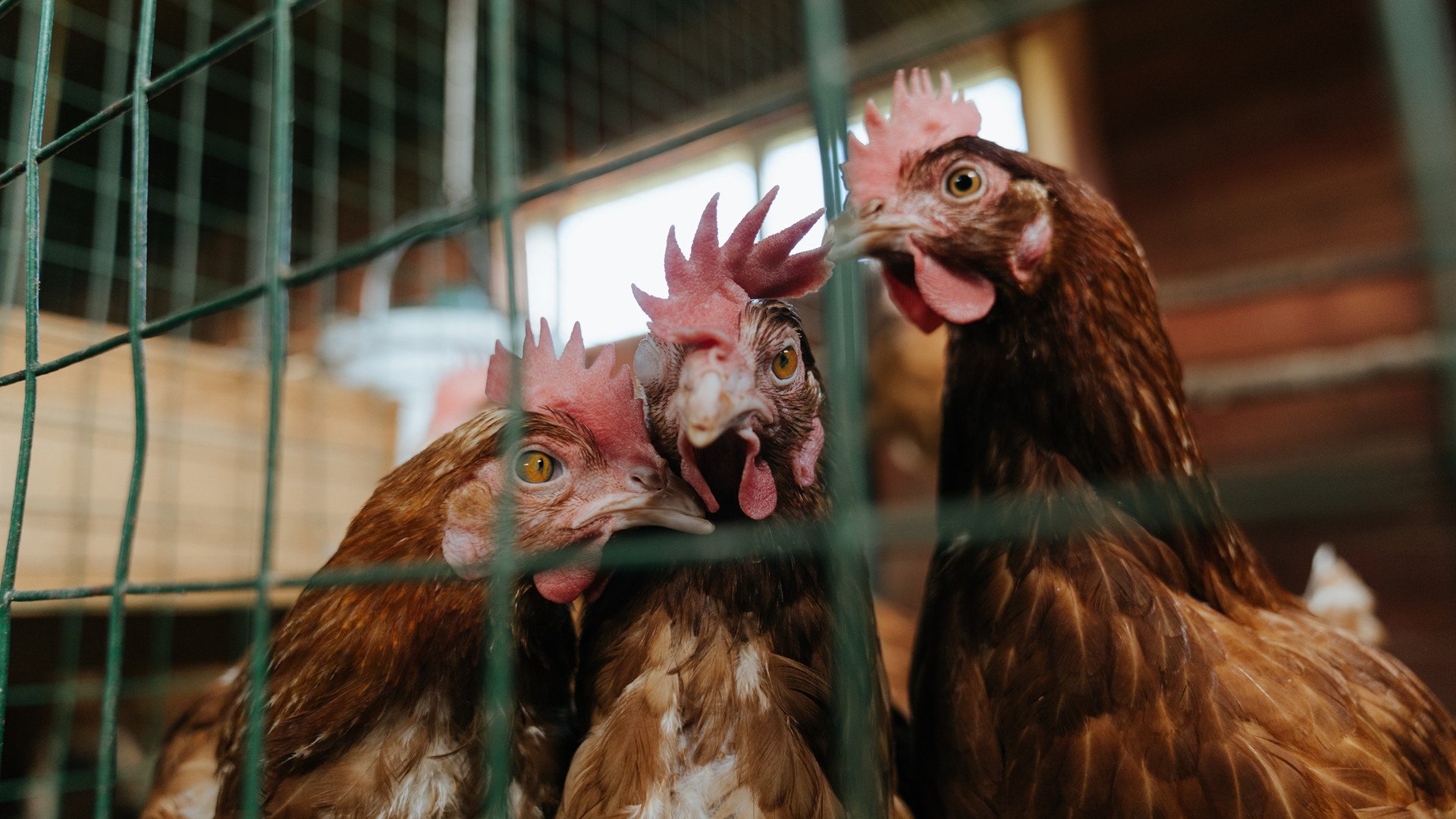 赛场上的主宰者，浙江队团队胜利与马克西欧冠封神之战