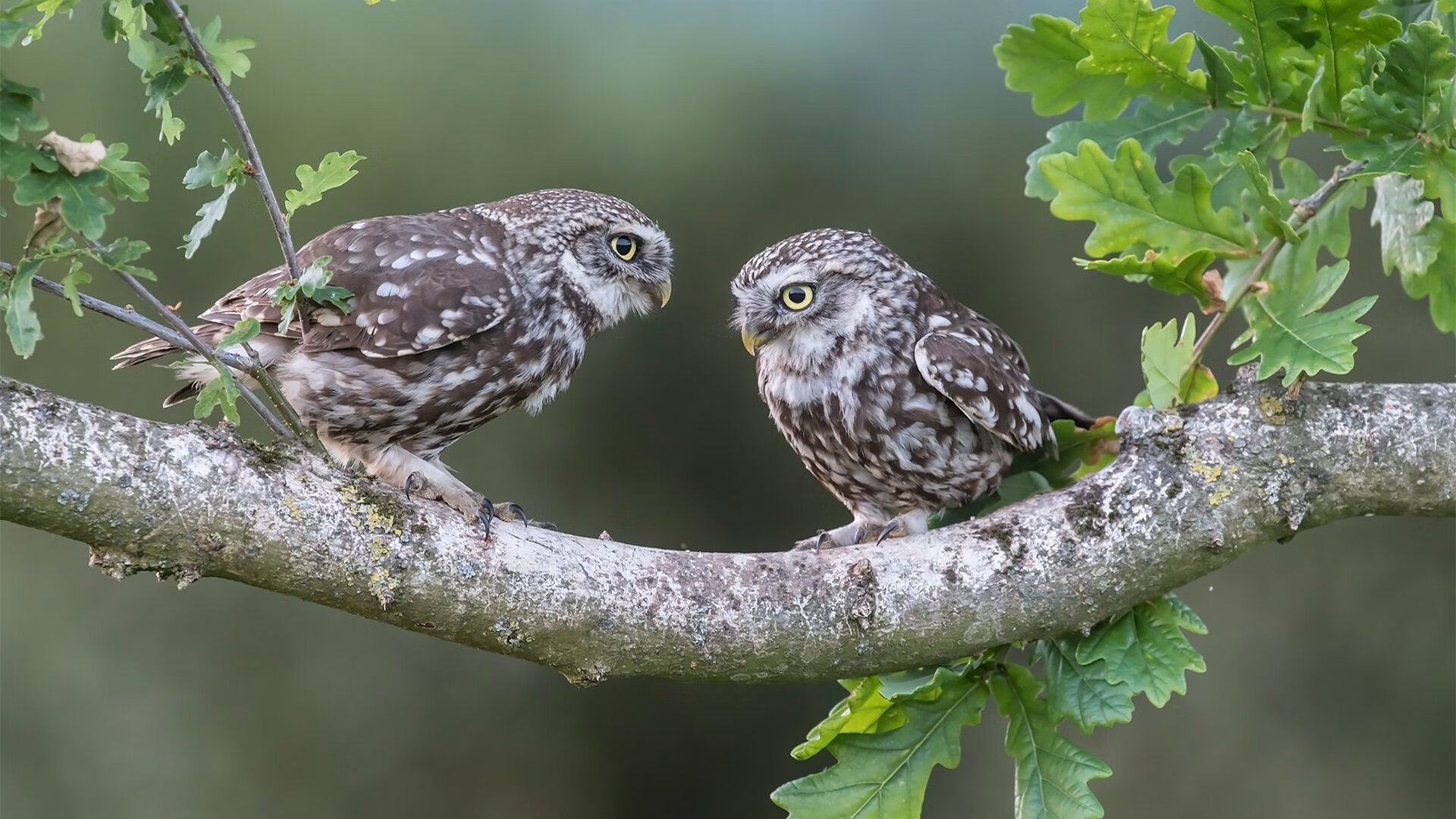 数据爆炸夜，哈登狂飙60+三双，却难阻国王团队篮球的终极胜利
