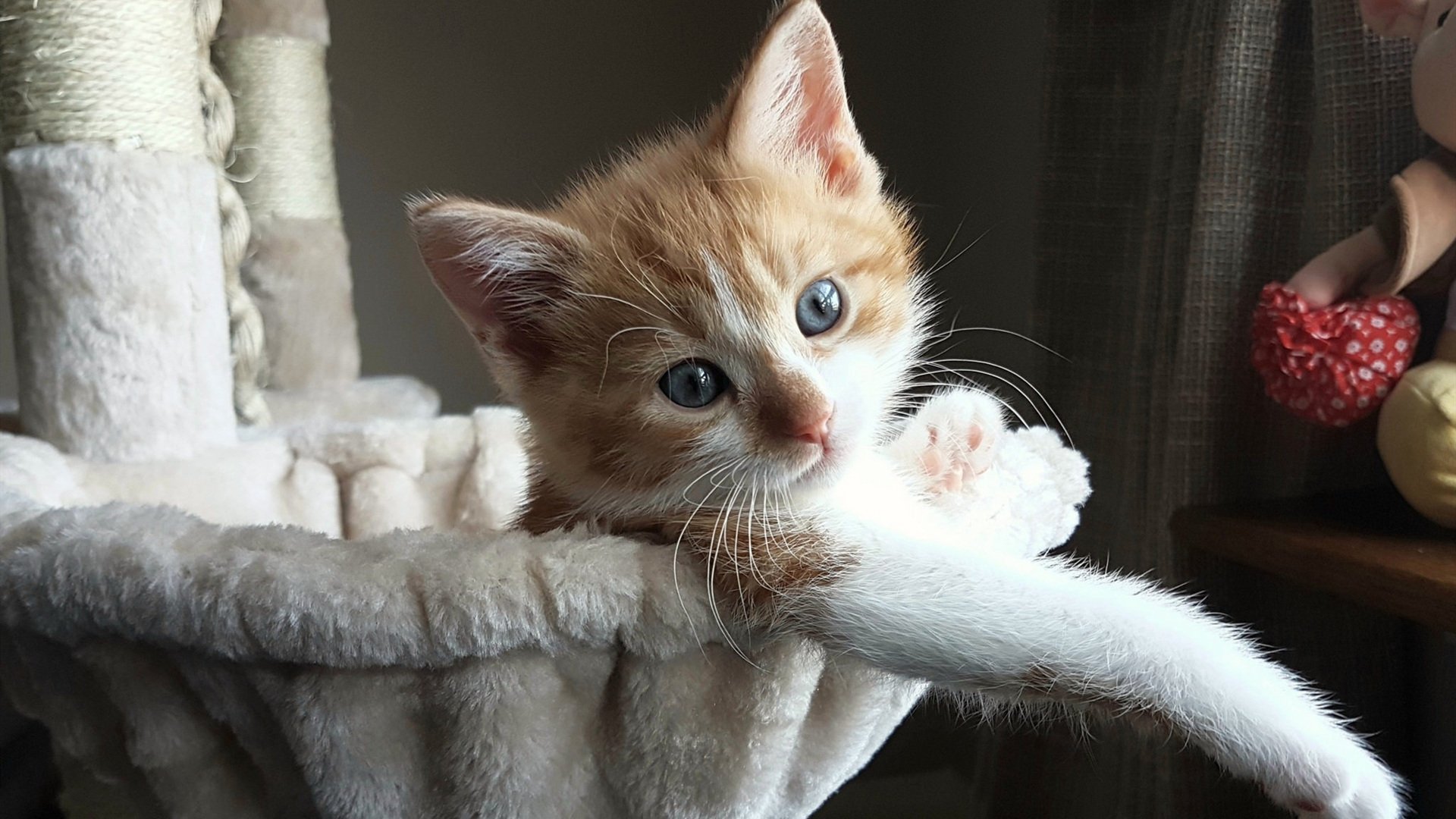 浙江队狂胜黄蜂，爱德华兹化身关键先生重击对手