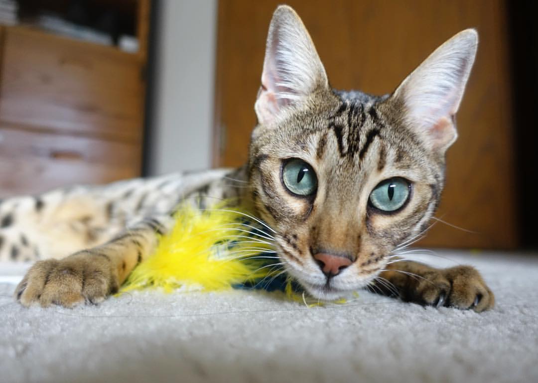 意甲焦点战之夜，英格拉姆连续得分拉开差距—双重赛场上的英雄纪元