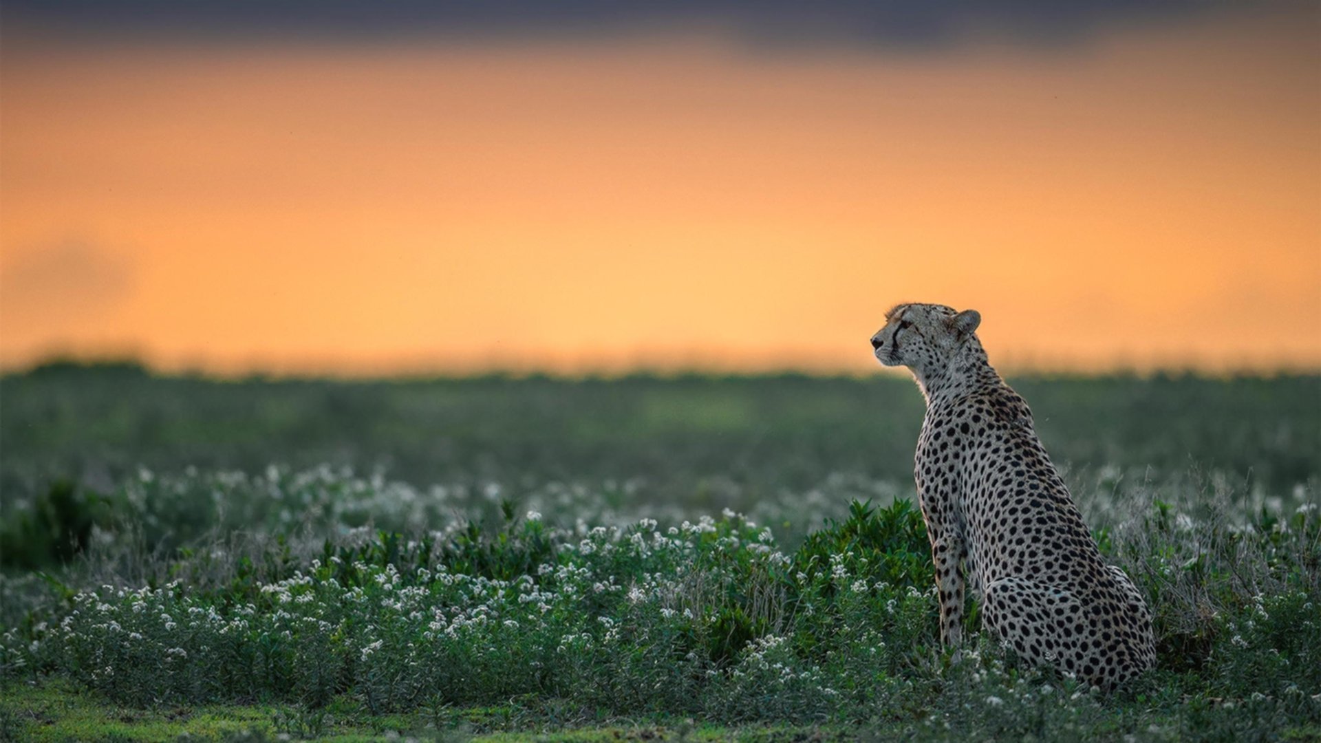 欧冠焦点战，曼城战术收割，摩纳哥青春风暴黯然退场