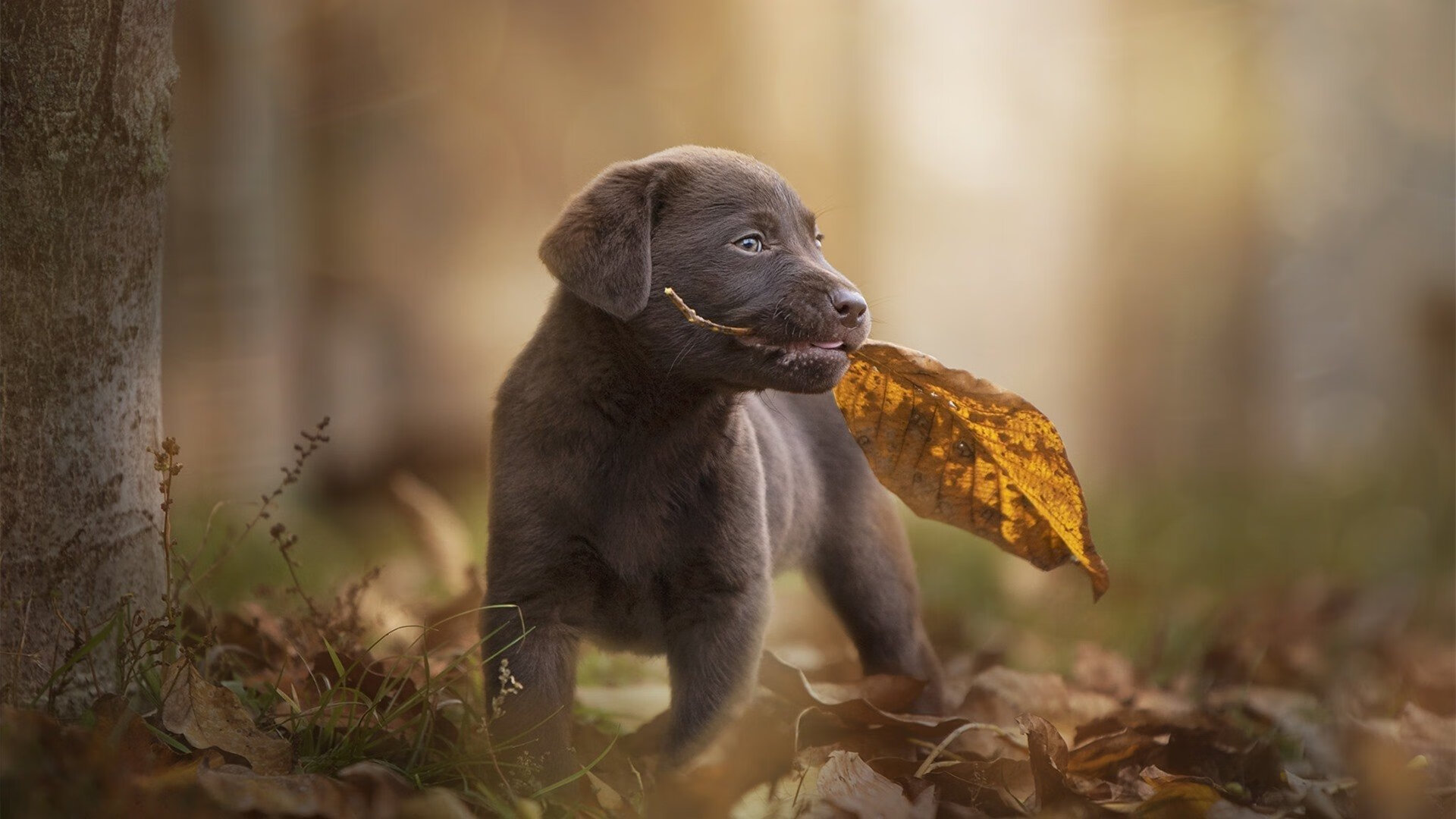蒂亚戈爆发引领伊朗巅峰对决，力克加拿大展雄风