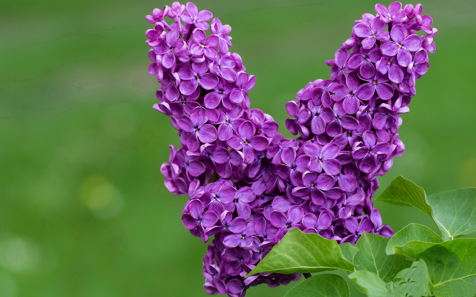 当哈利伯顿吹响魔法号角，黄蜂如何用一场胜利完成自我加冕