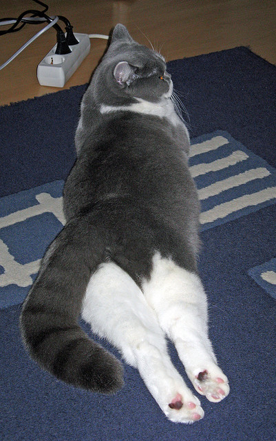 开云平台-篮球双星闪耀，步行者完胜广东队，武切维奇欧冠半决赛接管比赛