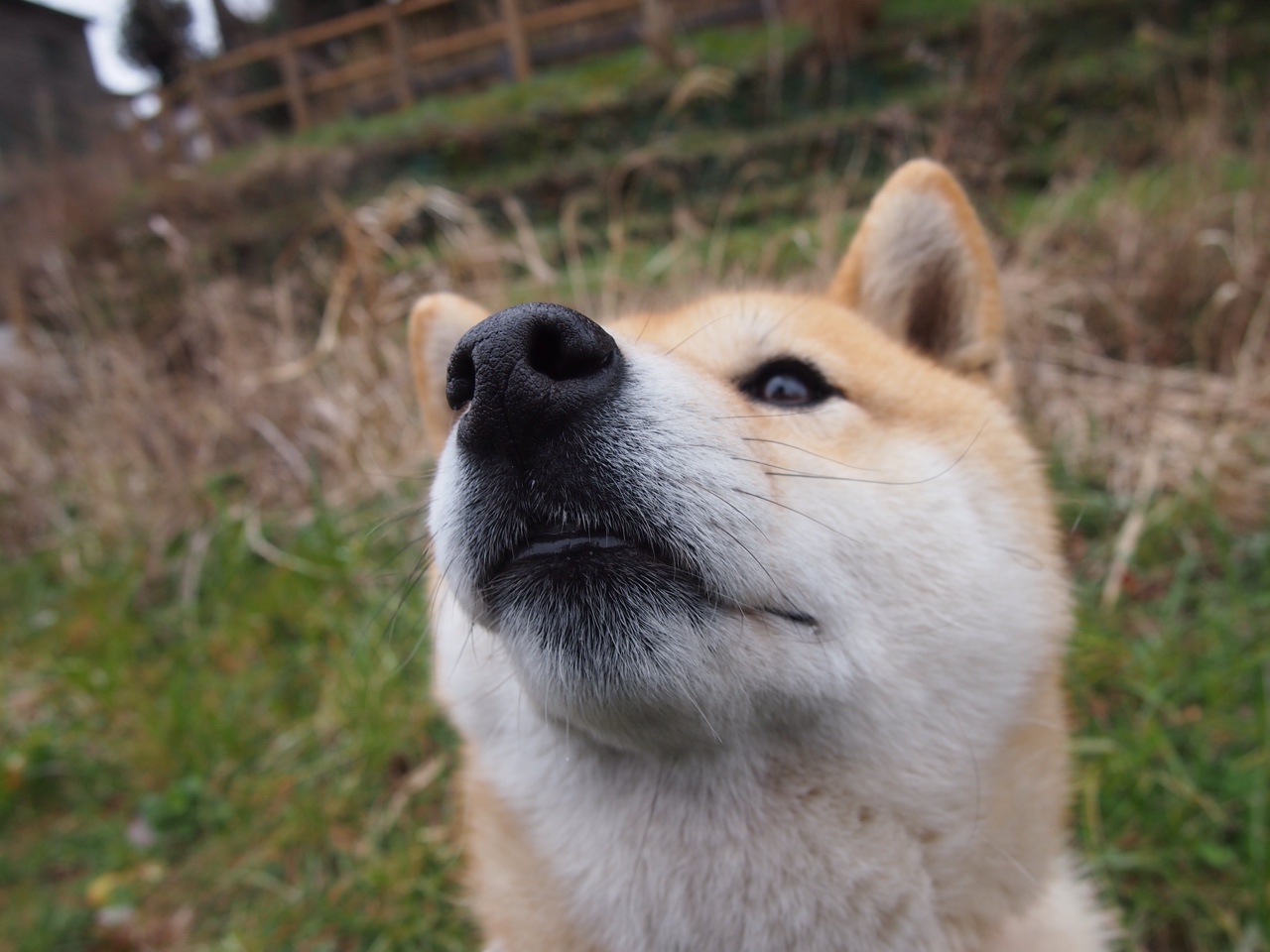 范弗利特末节17分上演科幻远投,独行侠跨界鏖战力克辽宁飞豹