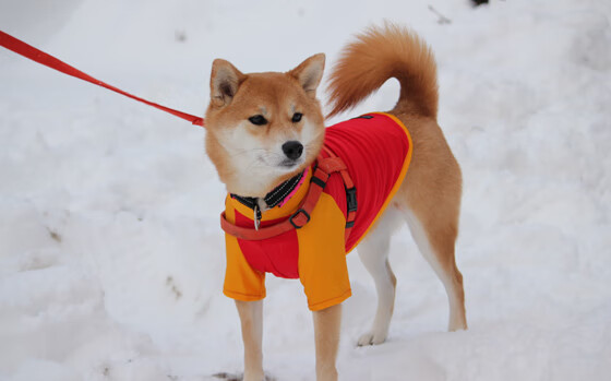 硬仗中的主宰者,浓眉领军勇士力克广东队