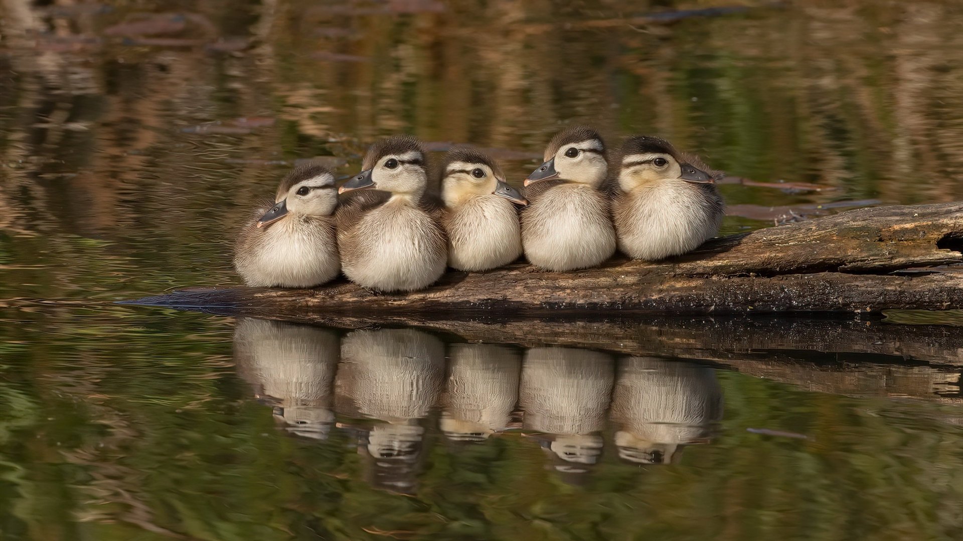 开云体育登录-塔图姆上演完美篮球教科书，76人团队风暴席卷黄蜂