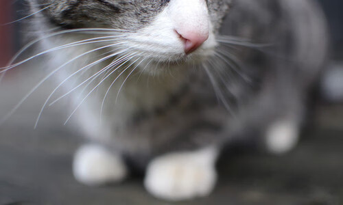 开云下载-教科书式胜利，吉林力克雄鹿，布克闪耀全场