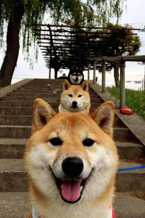 生死战焦点,洪都拉斯全力冲垮尼斯,西决悬念引爆激情