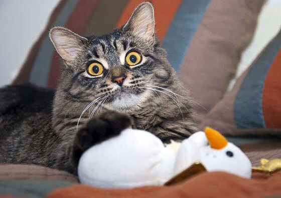 国脚对垒俱乐部新星，戈麦斯个人能力缔造尼斯奇迹