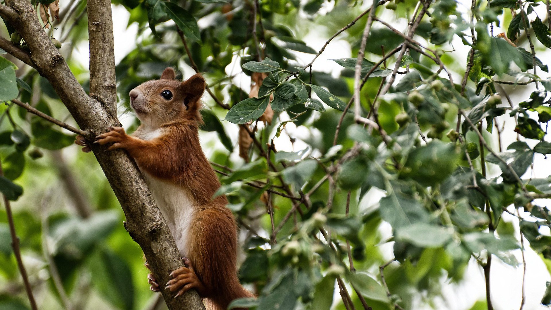 开云体育下载-意甲焦点战之夜，英格拉姆连轰关键球，助球队拉开差距锁定胜局