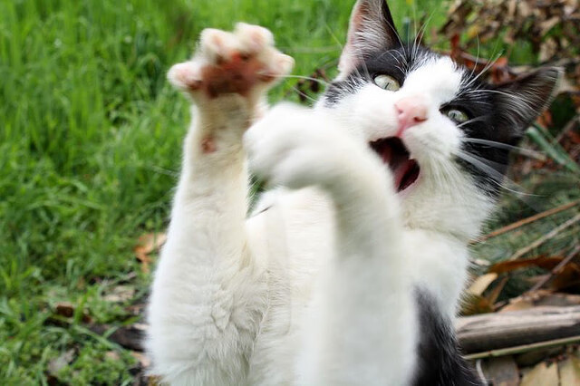 开云体育-破译突围密码，巴拉圭关键战击碎卡塔尔的世界排名野心