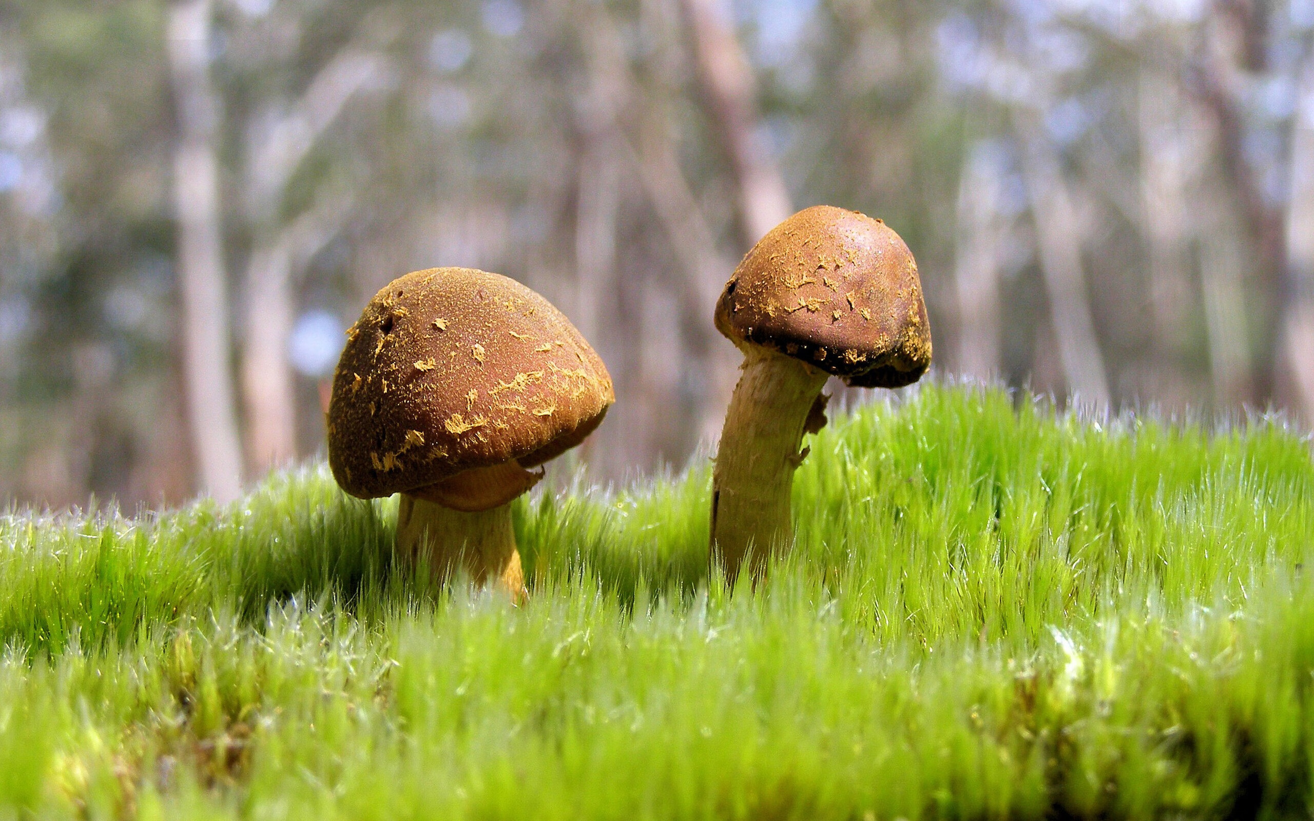 意甲焦点战之夜，布雷默关键进球定乾坤