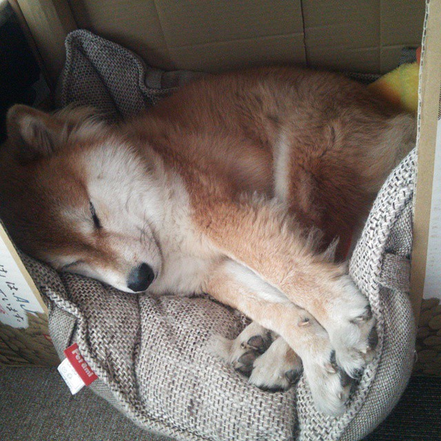 2026世界杯焦点战,猛龙狂胜黄蜂,篮球盛宴点燃跨洲激情