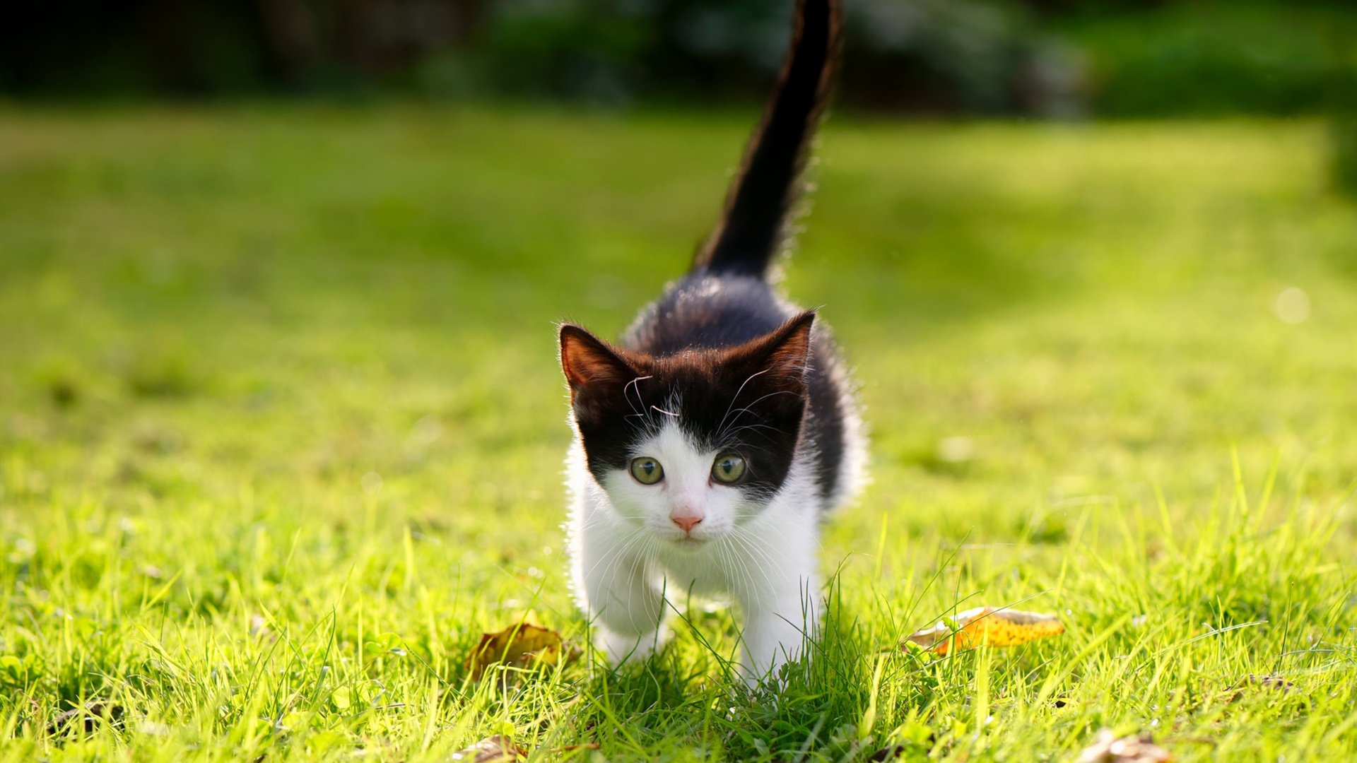 开云体育入口-双城记，独行侠拆解快船，文班亚马末节封神