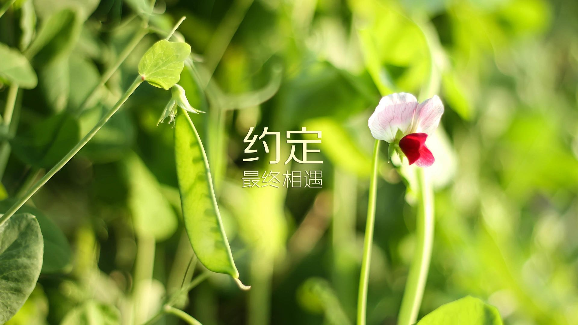 开云体育官网-法兰西铁骑踏破南美坚盾，京多安中场魔法闪耀2026世界杯D组巅峰战