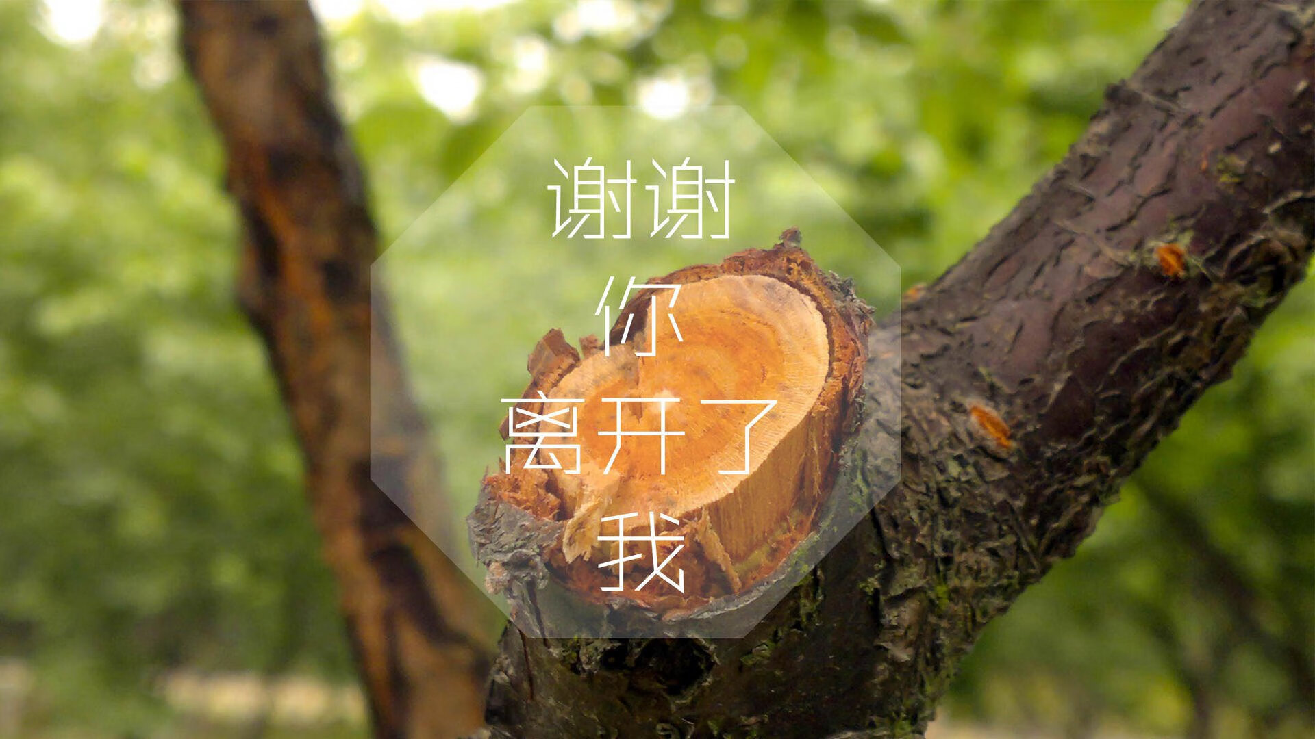 开云官网-蓝衣军团横扫北非铁骑，坎塞洛导演经典，意大利力克突尼斯傲视2026世界杯G组
